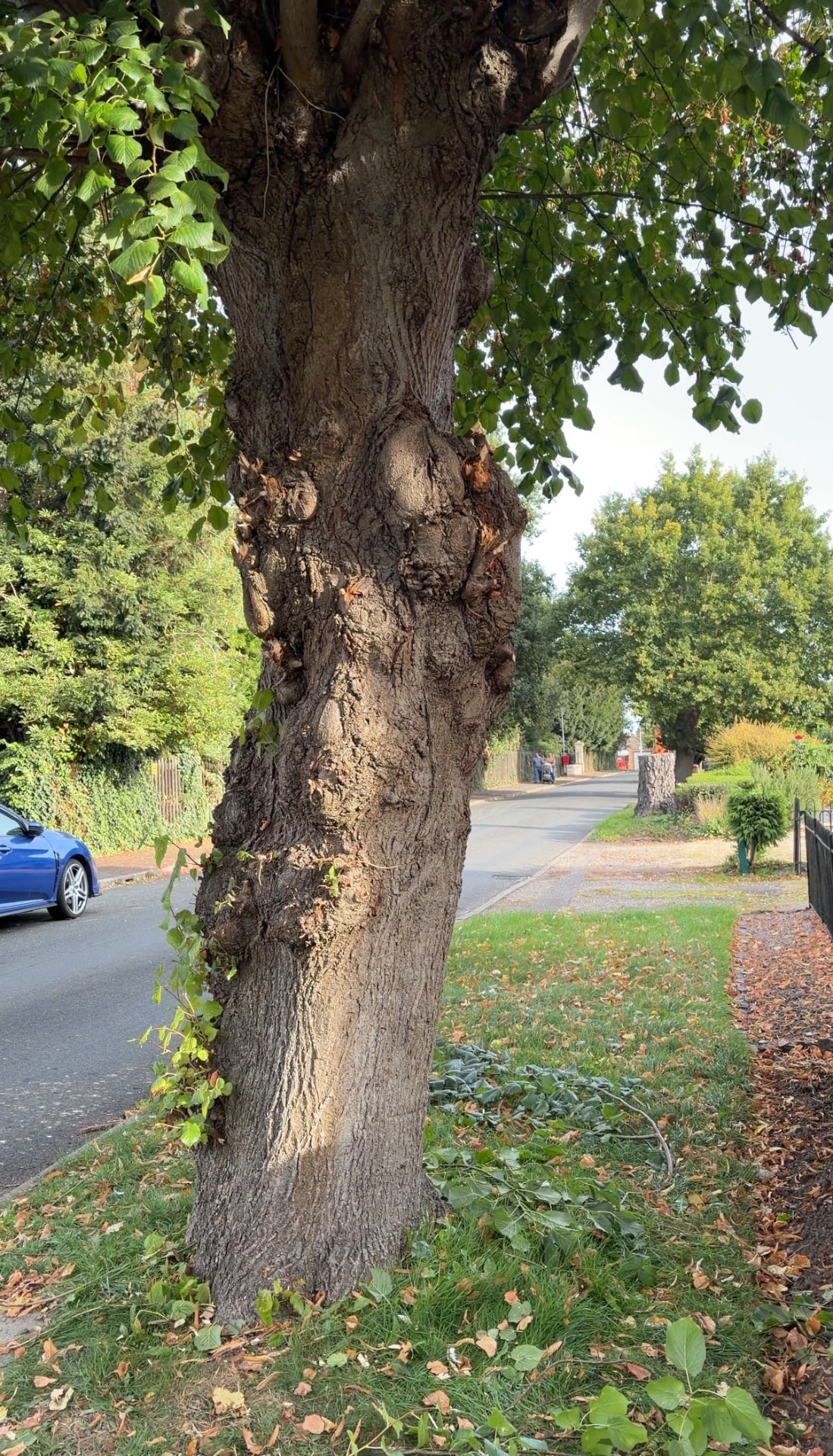 Mature tree trunk after branch removal